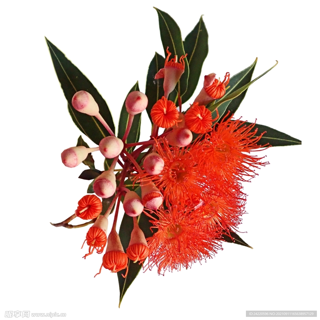 鲜花