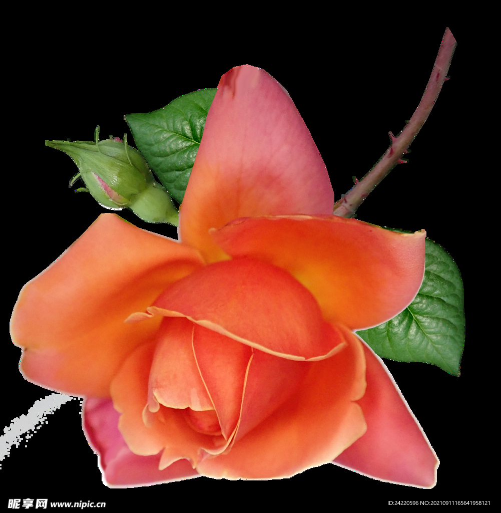 玫瑰花