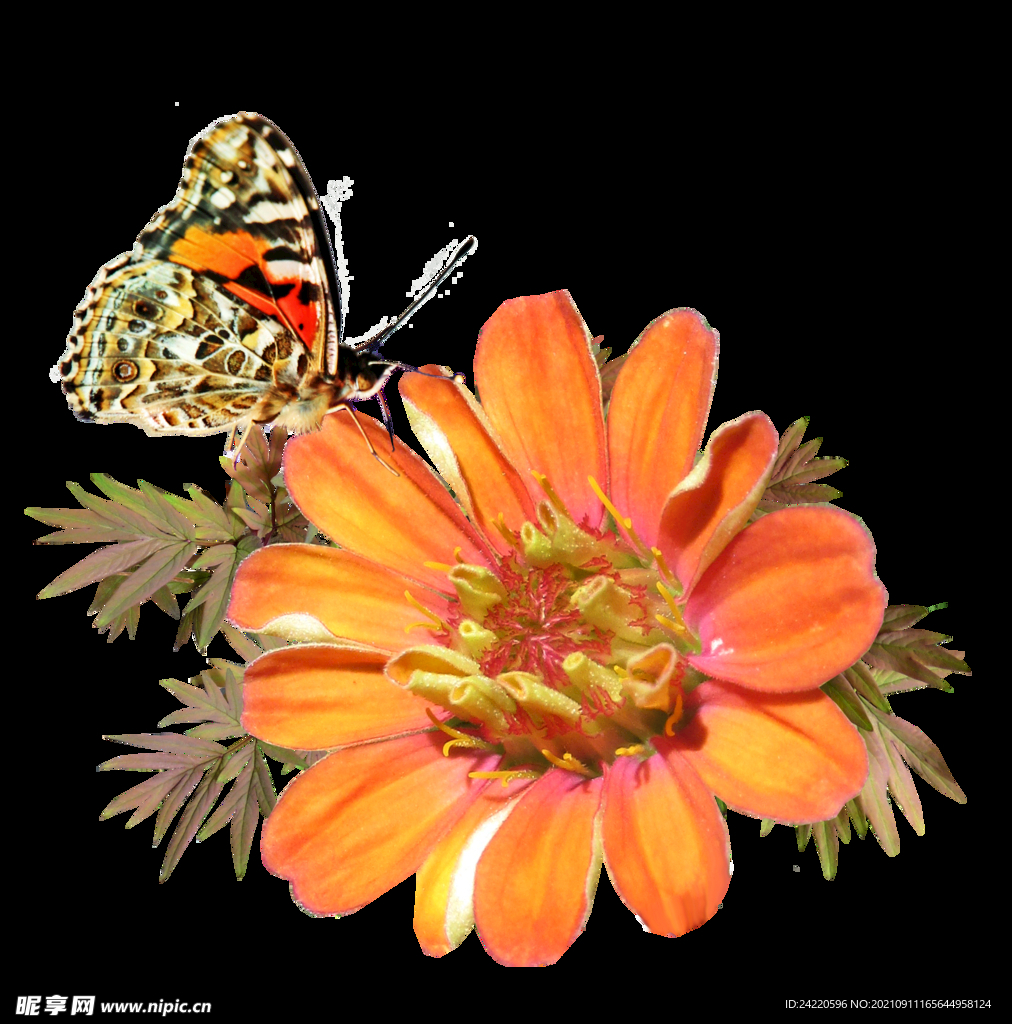 鲜花