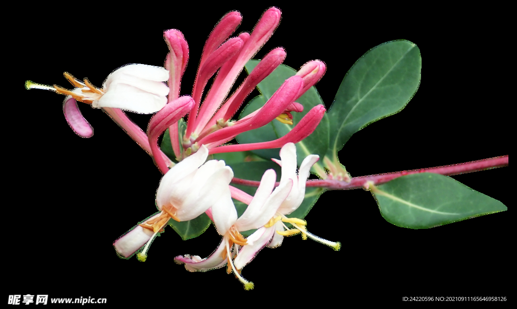鲜花