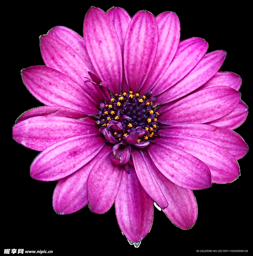 鲜花