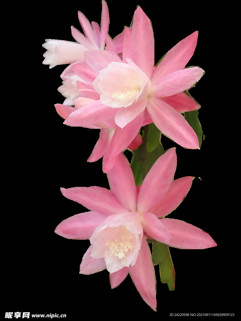 鲜花