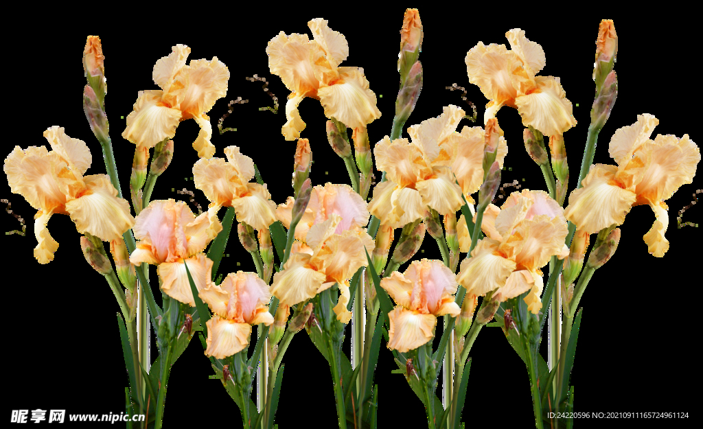 鲜花