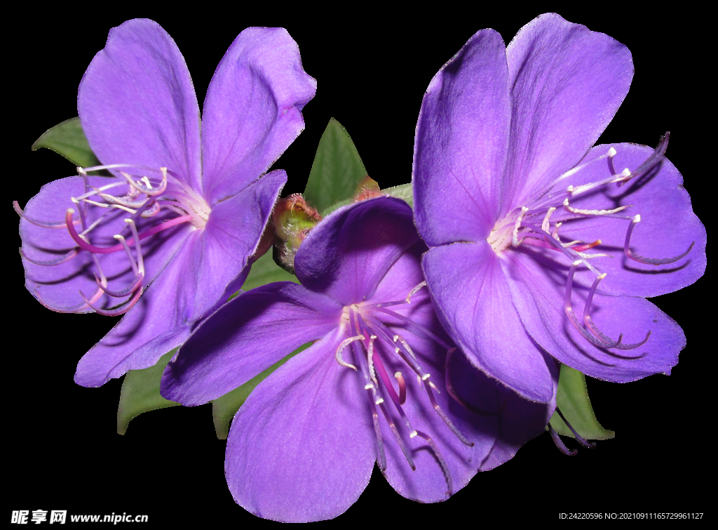鲜花