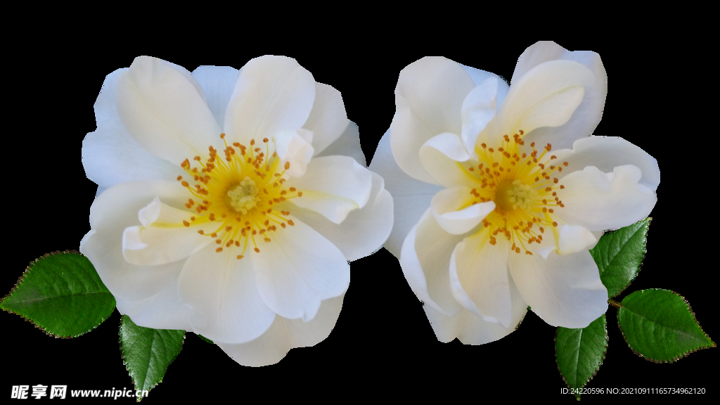 鲜花