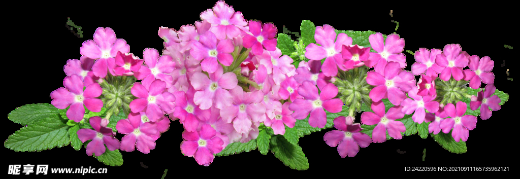 鲜花