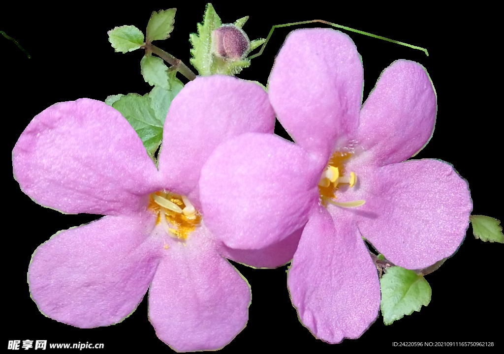 鲜花