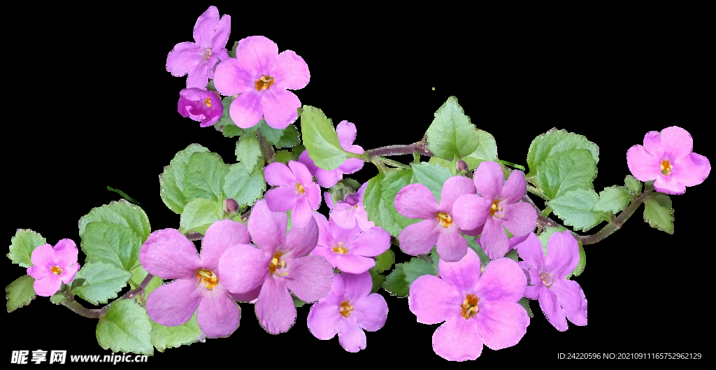 鲜花