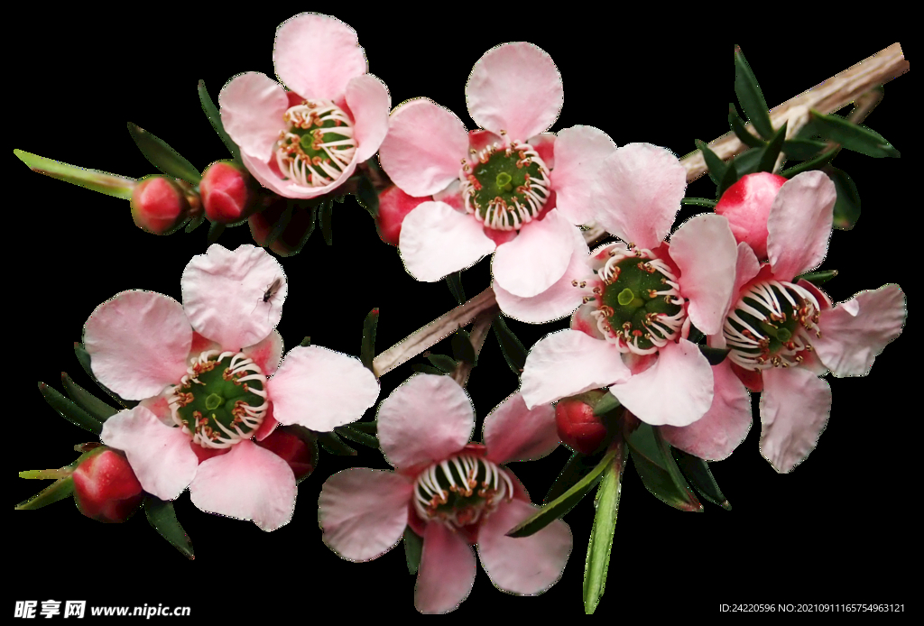 鲜花