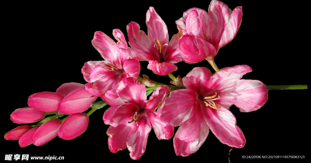 鲜花