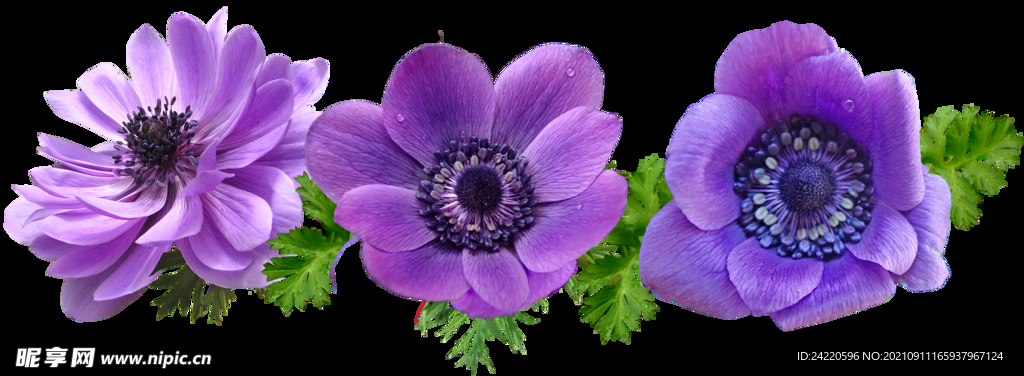 鲜花