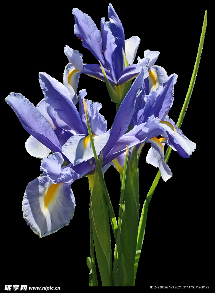 鲜花