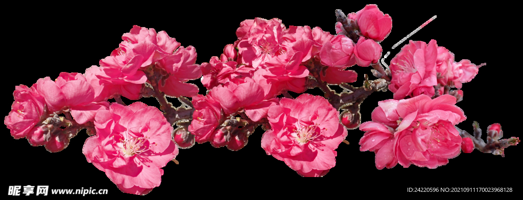 鲜花