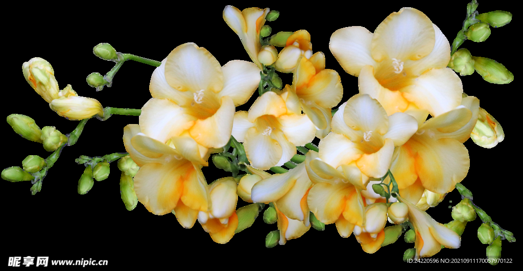 鲜花