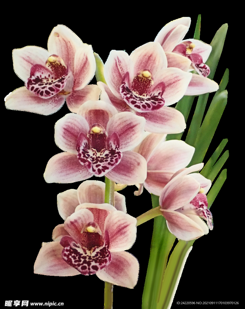 鲜花
