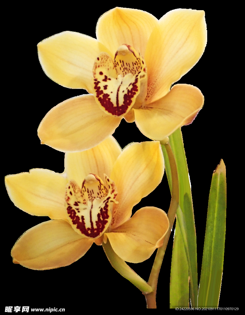 鲜花