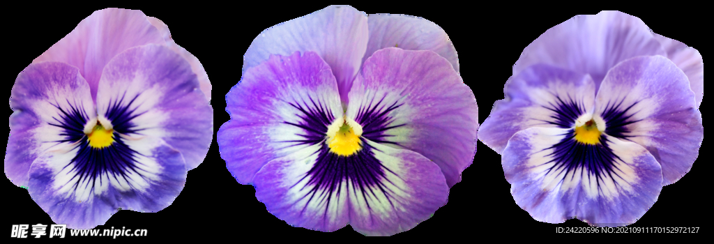 鲜花