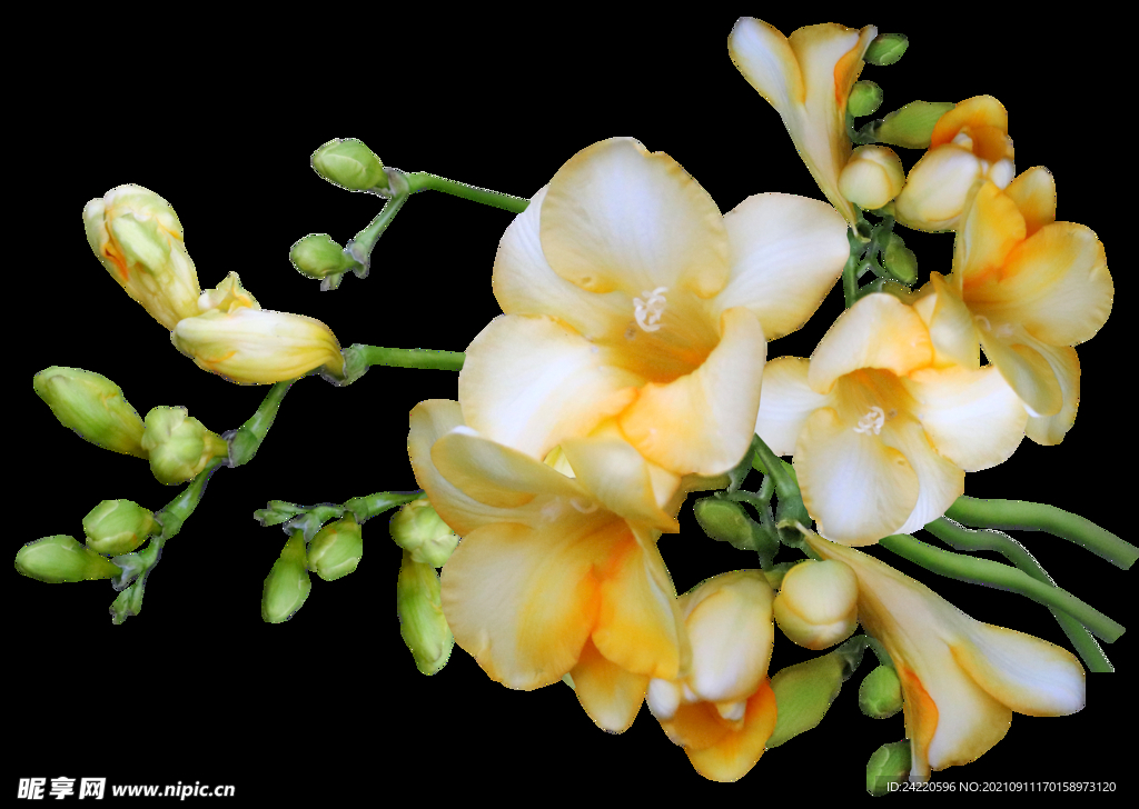 鲜花