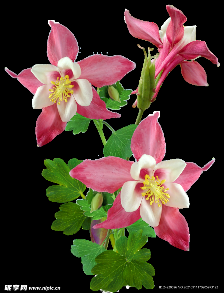 鲜花