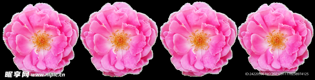 鲜花