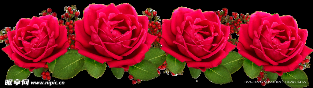 玫瑰花