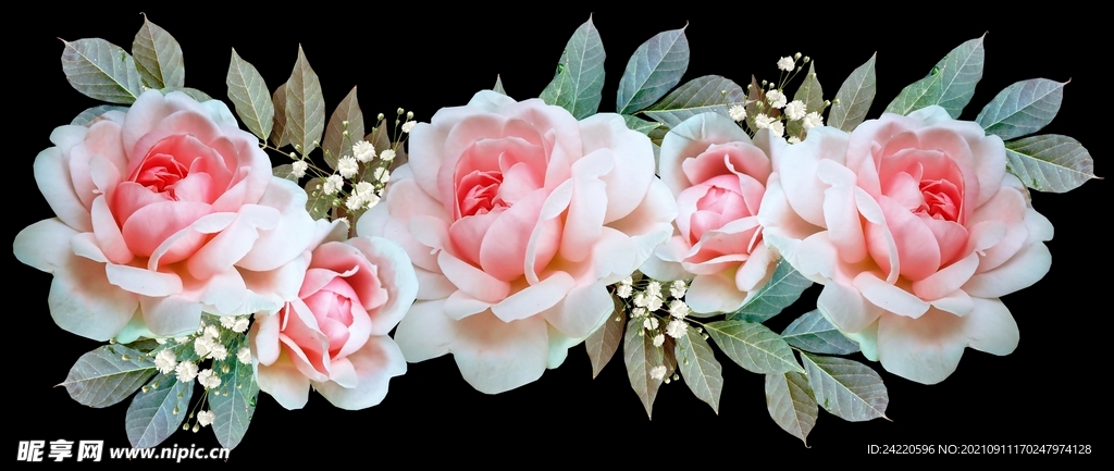 玫瑰花