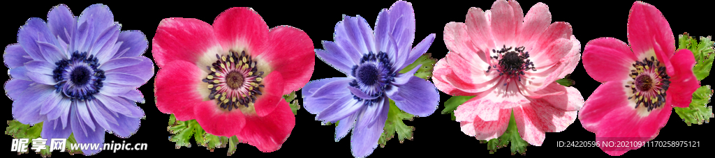 鲜花