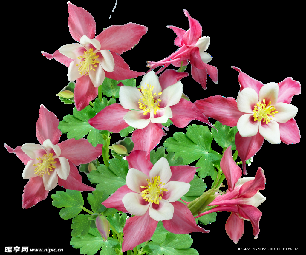 鲜花