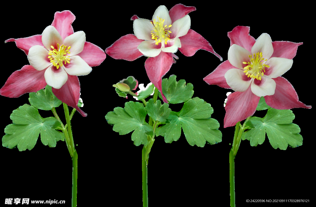 鲜花