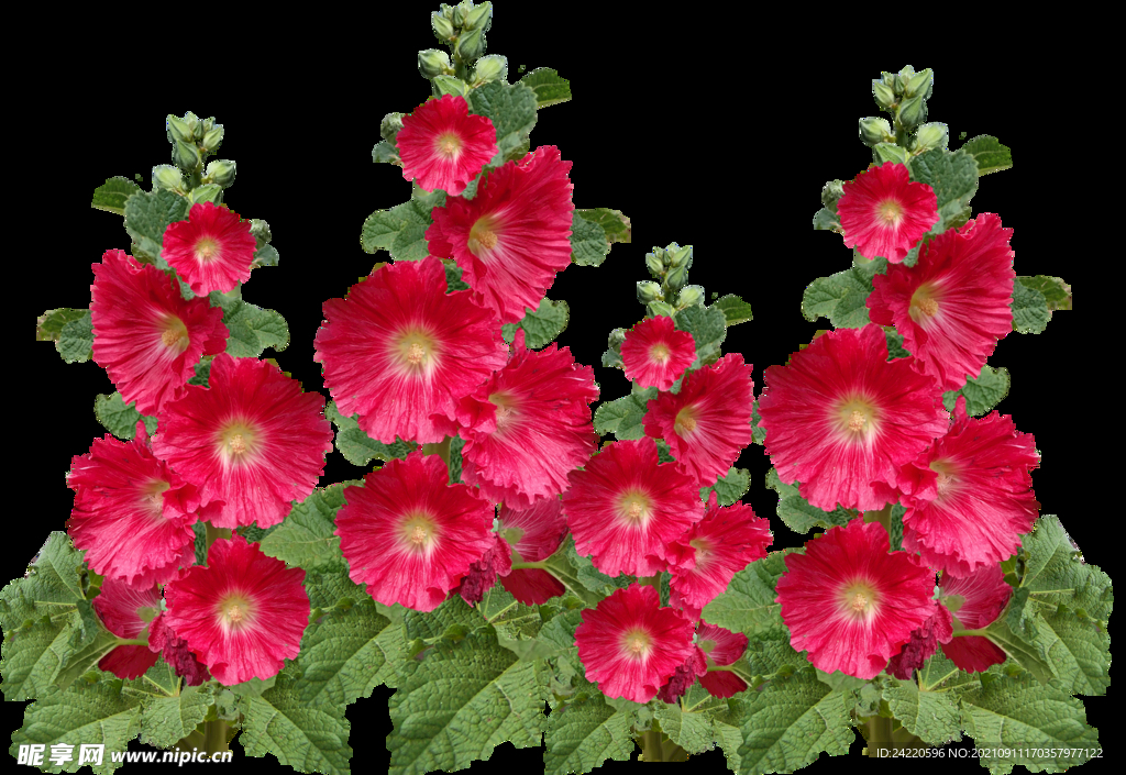 鲜花