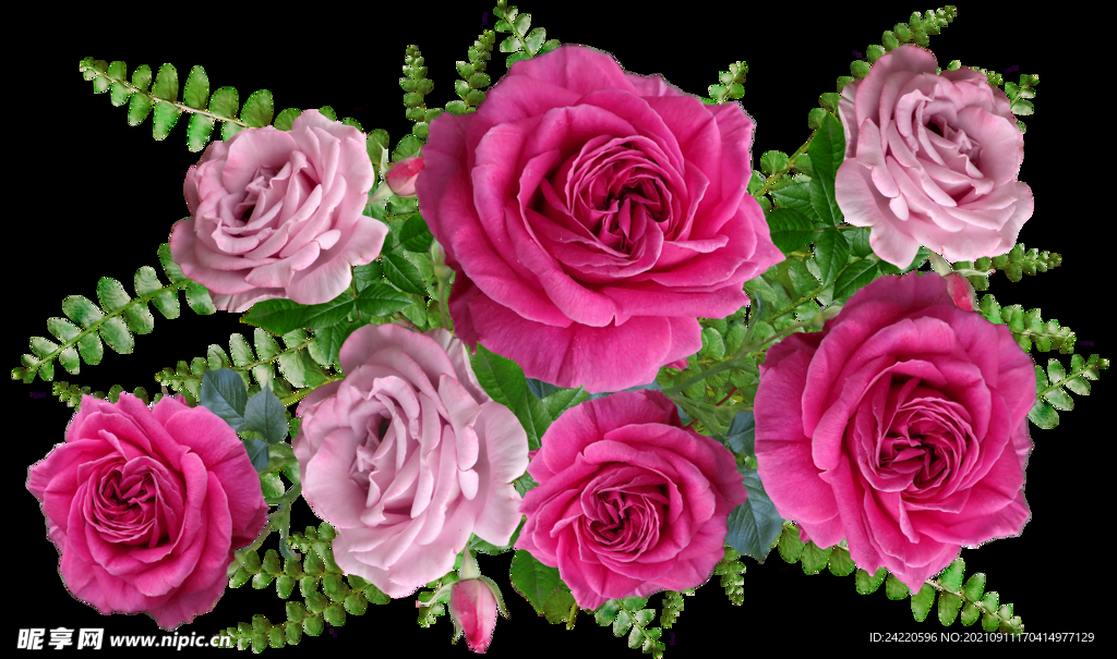 玫瑰花