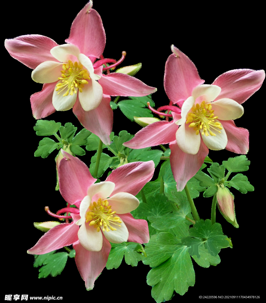 鲜花
