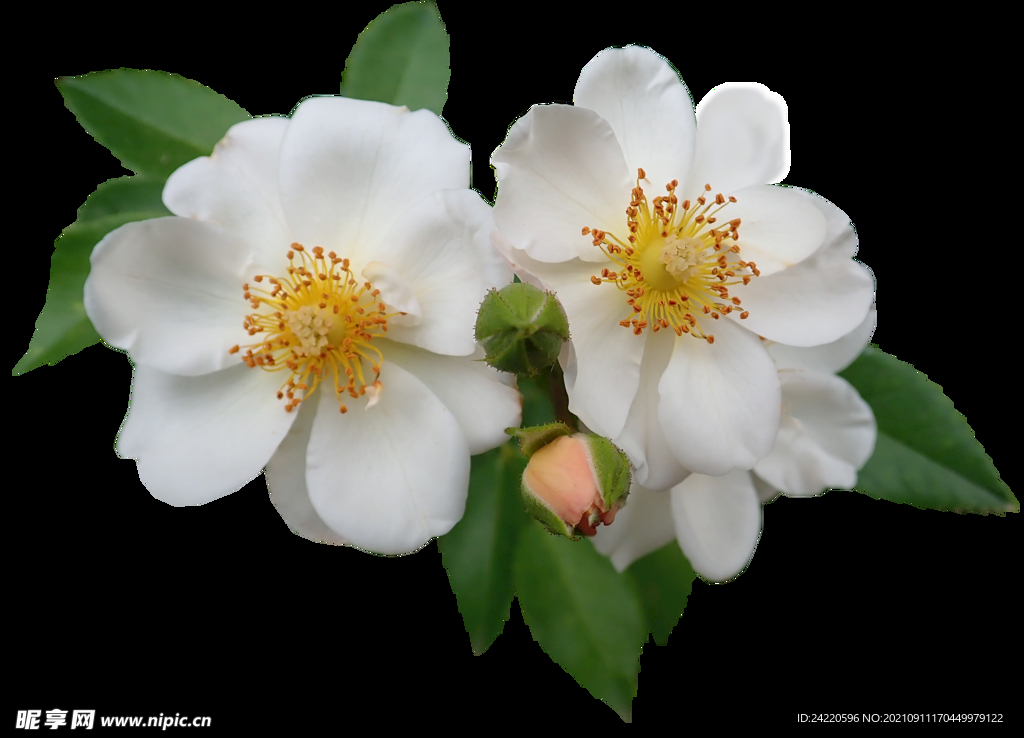 鲜花