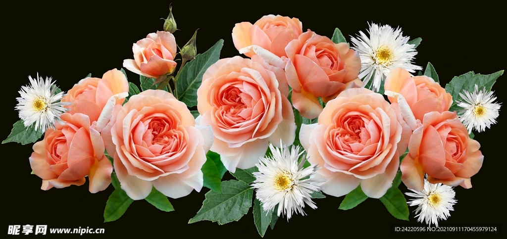 玫瑰花