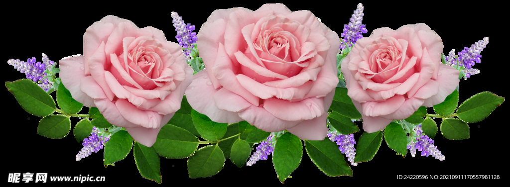 玫瑰花