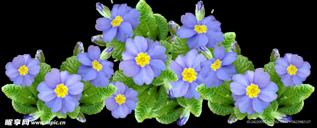 鲜花