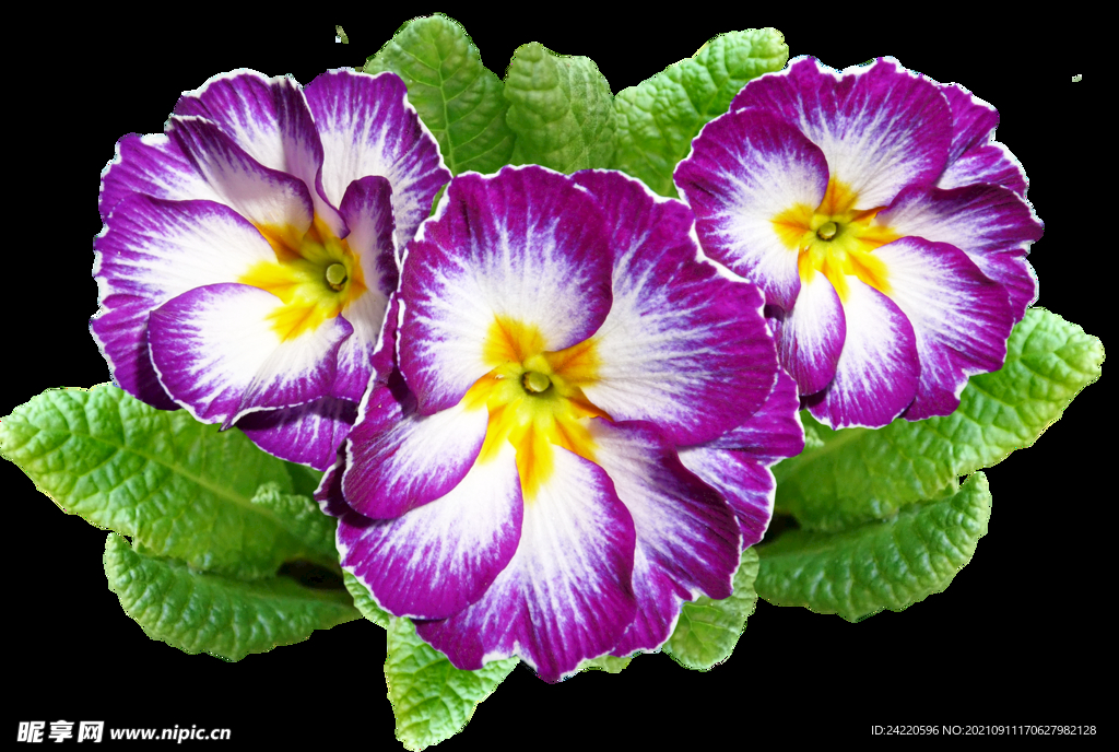 鲜花