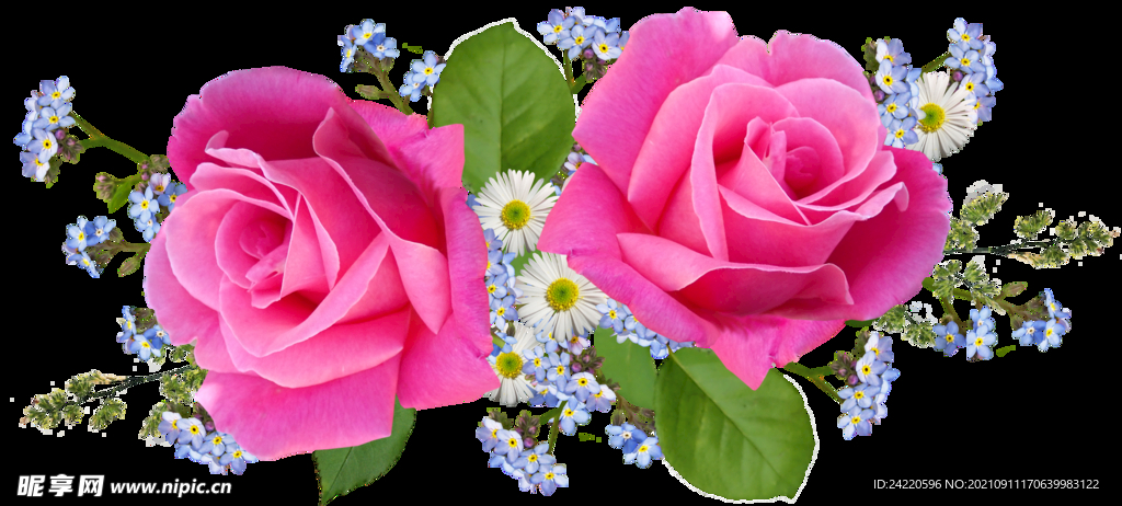玫瑰花