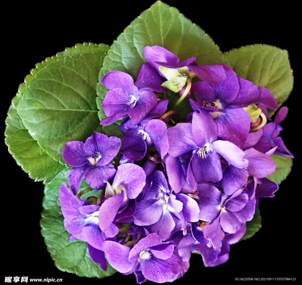 鲜花