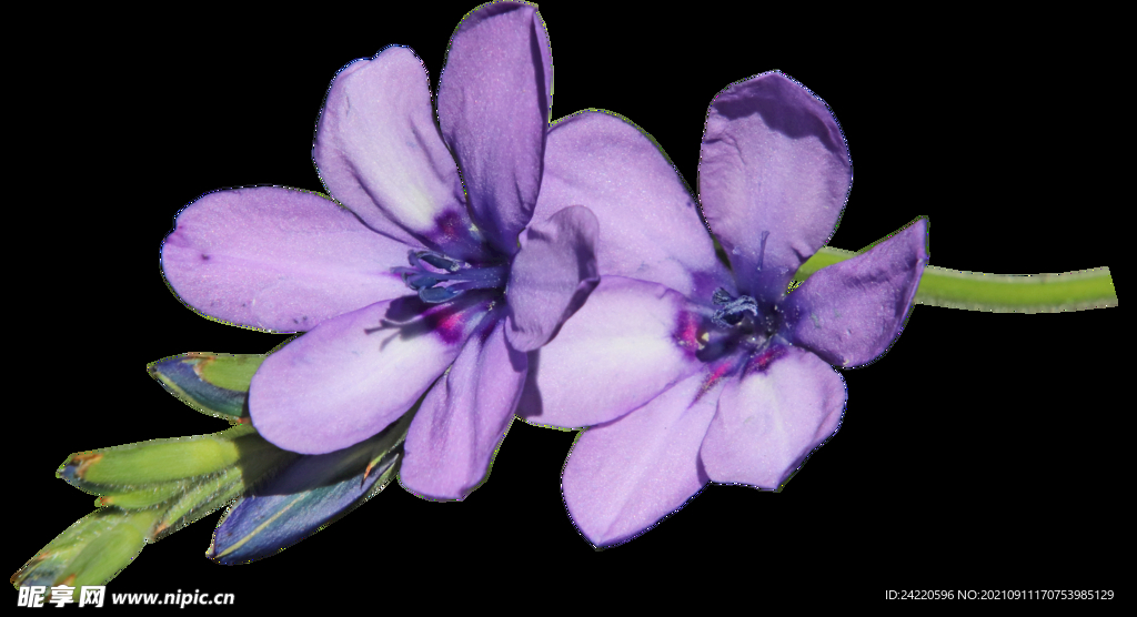 鲜花