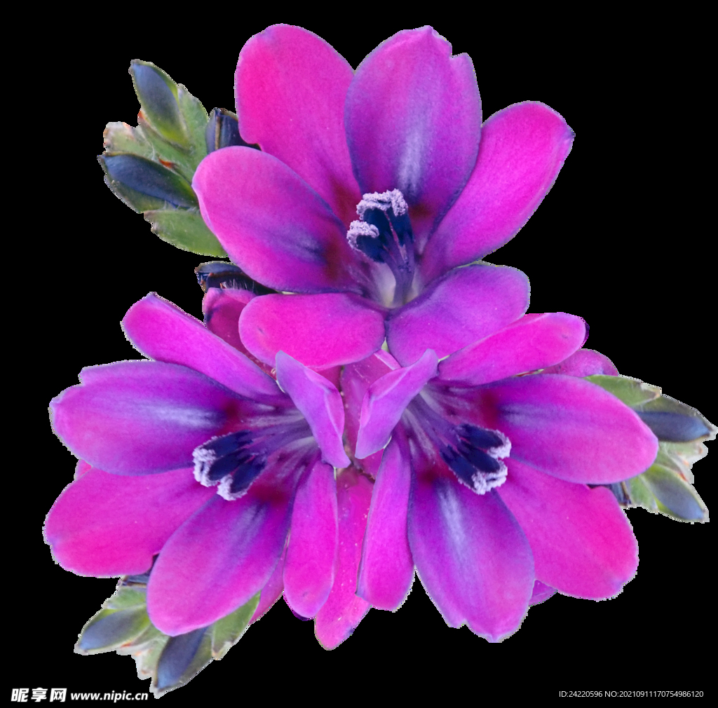 鲜花