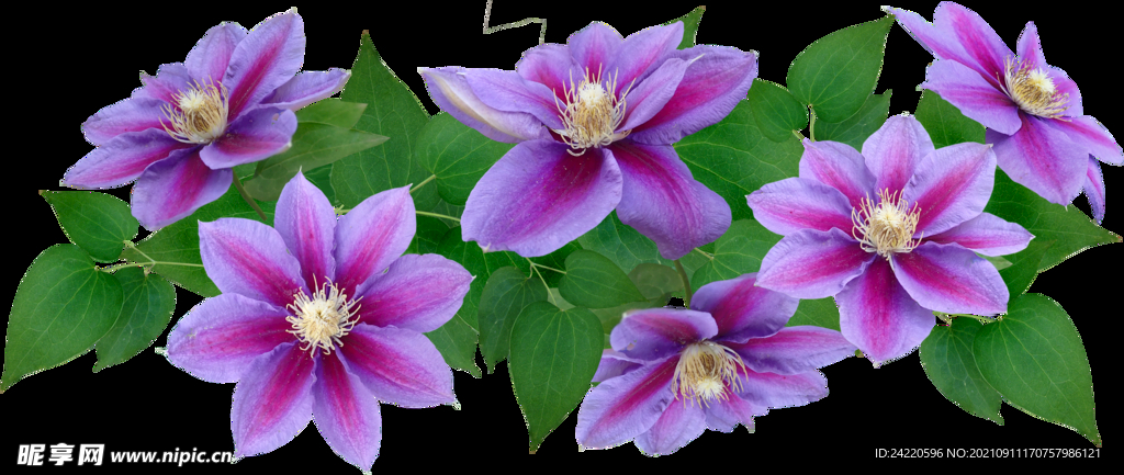 鲜花