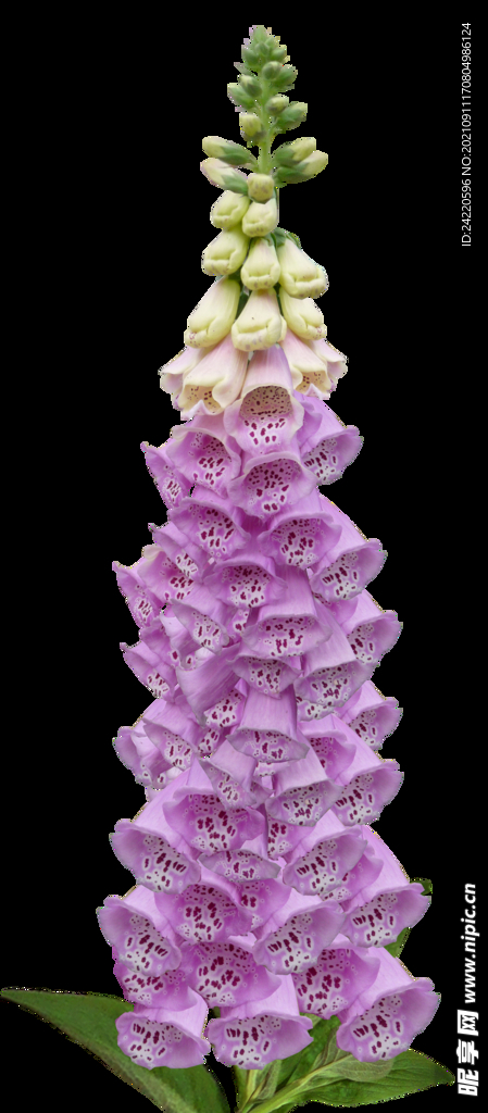 鲜花