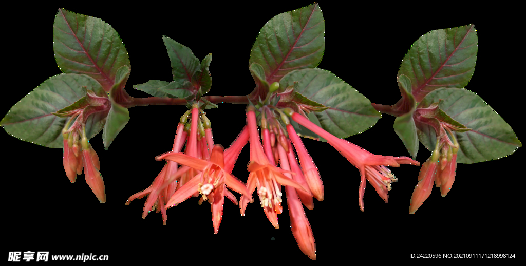 鲜花