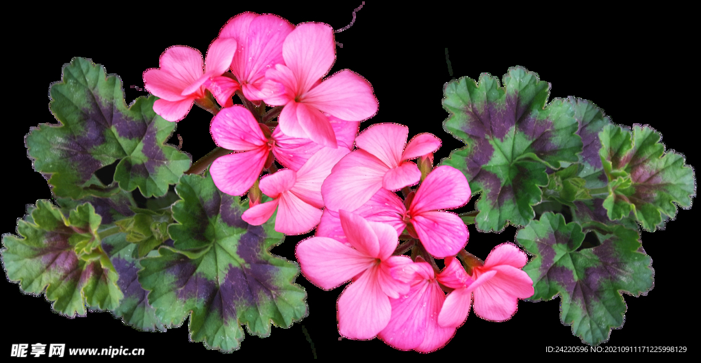 鲜花