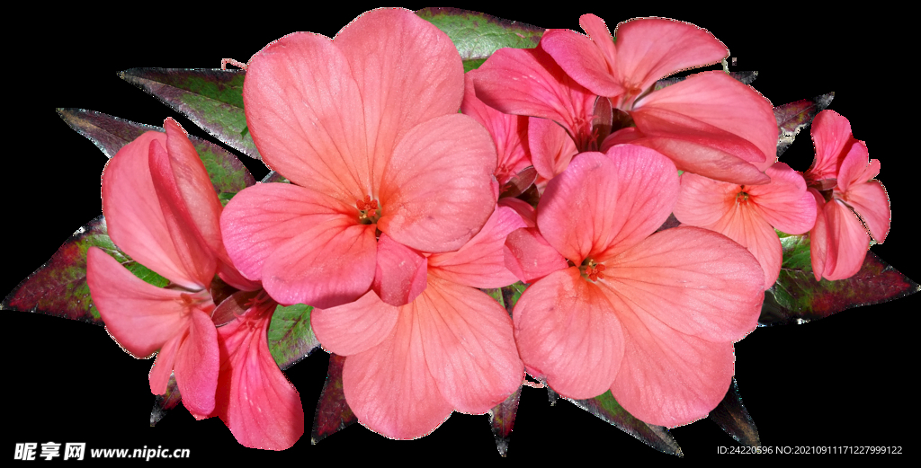 鲜花