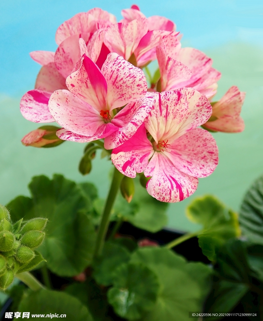 鲜花