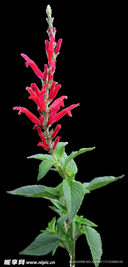 鲜花