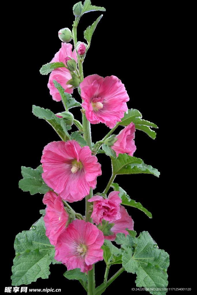 鲜花