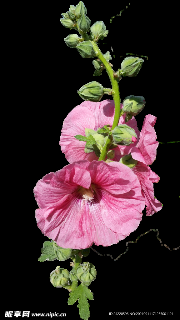 鲜花